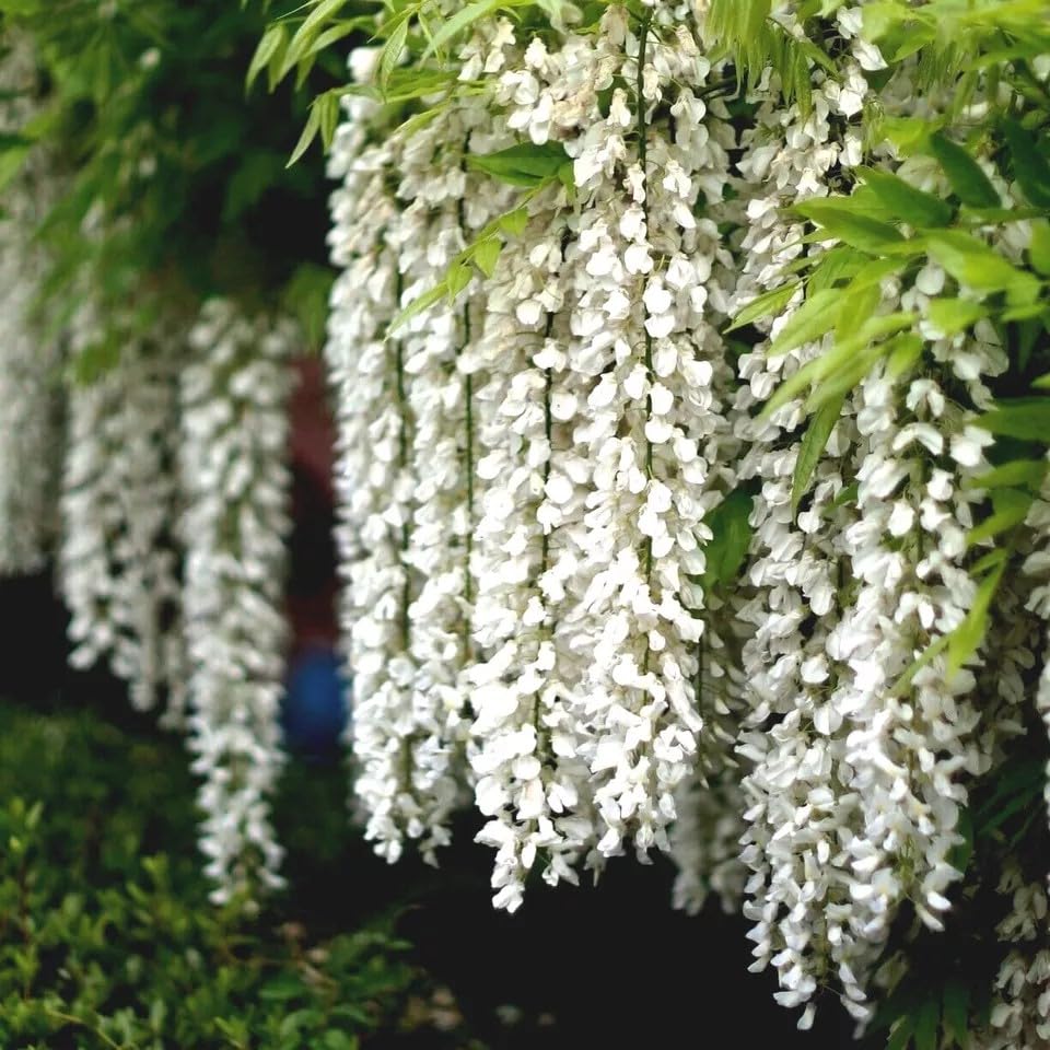 Amazon.com: HPGS 5 Semillas - White Wisteria floribunda Alba Tree